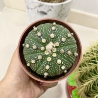 Plants Center พร้อมส่ง(xingdou)กระบองเพชร แคคตัส  แอสโตร Astrophytum (สกุลแอสโตรไฟตัม) แคคตัส กระบองเพชร ขนาด