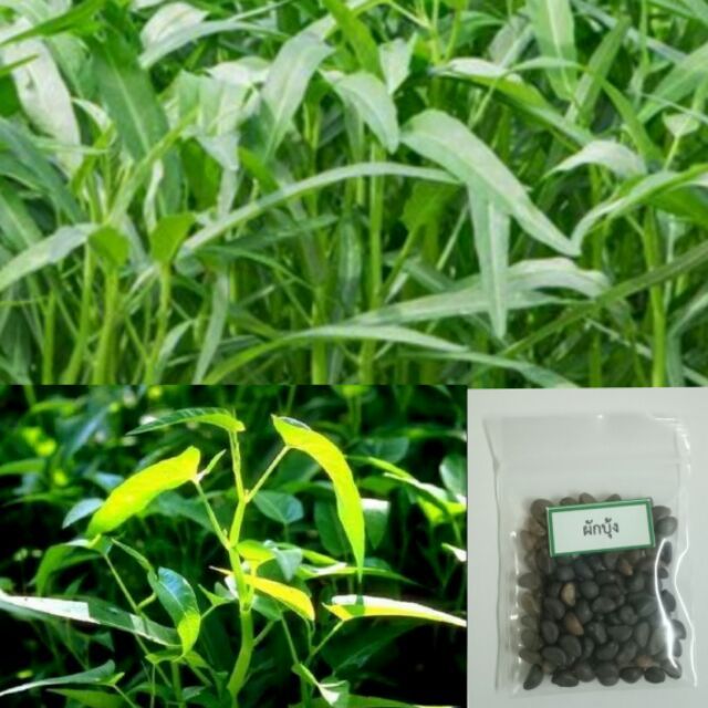 เมล็ดผักบุ้งจีน-100-เมล็ด-แบ่งขาย-งอกง่าย-ต้นงาม-ซื้อ10แถม1-คละได้