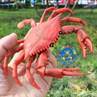 Munich Play - โมเดล Flower Crab ปูม้า แดง ขนาด 17.00 CM (จากหาดใหญ่)