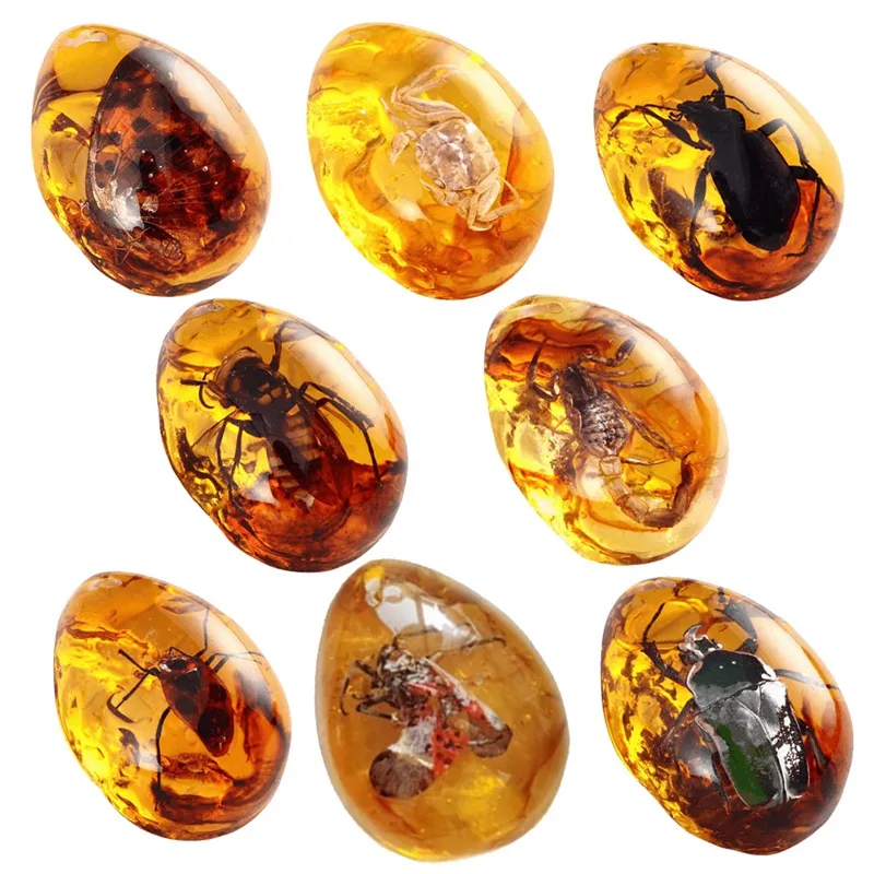 8Pcs Amber Fossils with Insects Samples Stones Crystal Samples for ...