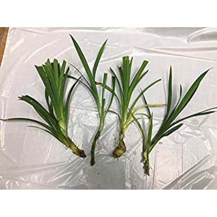 seedsPack Pandanus Seeds Vietnam Tradition annual Pandan seed | Lazada