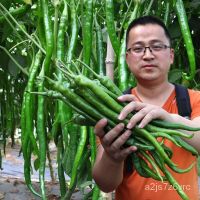 แพคเกจสีเขียวเมล็ดพริกไทยยาวผักอินทรีย์เมล็ดพริกไทยยาวเมล็ดดอกไม้เมล็ดพันธุ์ผักพืชสดพืชอาก