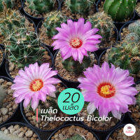 ( 20 เมล็ด ) เมล็ดThelocactus Bicolor แคคตัส กระบองเพชร cactus&amp;succulent