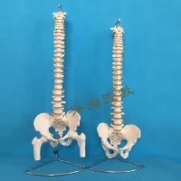 The human body vertebra model 1:1 adult medicine bonesetting practice cervical lumbar spine bone model skeleton model