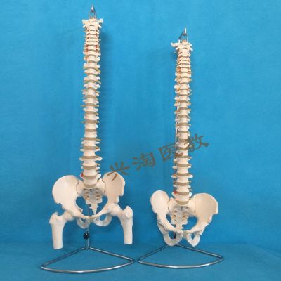 The human body vertebra model 1:1 adult medicine bonesetting practice cervical lumbar spine bone model skeleton model