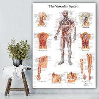 Vascular System Chart Poster Map Canvas Painting Wall Pictures for Medical Education Doctors Office Classroom Home Decor