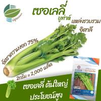 เมล็ด เซอเลลี่ ยูท่าห์ เซเลอรี่  (Celery) 2,000 เมล็ด (2 กรัม) ต้นใหญ่ มีประโยชน์