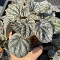 ส่งเร็ว  ต้นเปเปอร์หน้าย่น ( Peperomia caperata "Luna grey" ) ต้นไม้มงคล ต้นไม้ฟอกอากาศ จิ๋ว