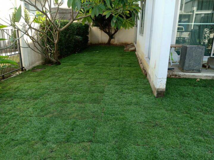 เมล็ดพันธ์ุหญ้าเบอร์มิวด้า-3-กรัม-หญ้าสนามกอล์ฟ-และ-หญ้าสวน-bermuda-grass-seed