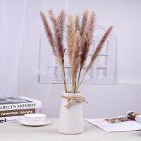 (Leisurely)พืชธรรมชาติ Phragmites Decoracion สี Pampas หญ้าแต่งงานดอกไม้แห้งพวง Communis Dekoration Decoración ประดิษฐ์