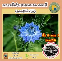 เมล็ดพันธุ์ดอกความรักในสายหมอก 30 เมล็ด ดอกไม้กินได้ Love in a Mist (Nigella Damascena) เมล็ดพันธุ์ดี โตไว (ซื้อ 5 แถม 1)