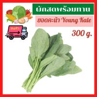 ?ส่งเร็ว ผักสด ผลไม้สด ยอดคะน้า Young Kale คะน้า คะน้าอ่อน ยอดคะน้าสด ผัดผัก ใหม่ สด สะอาด ปลอดภัย