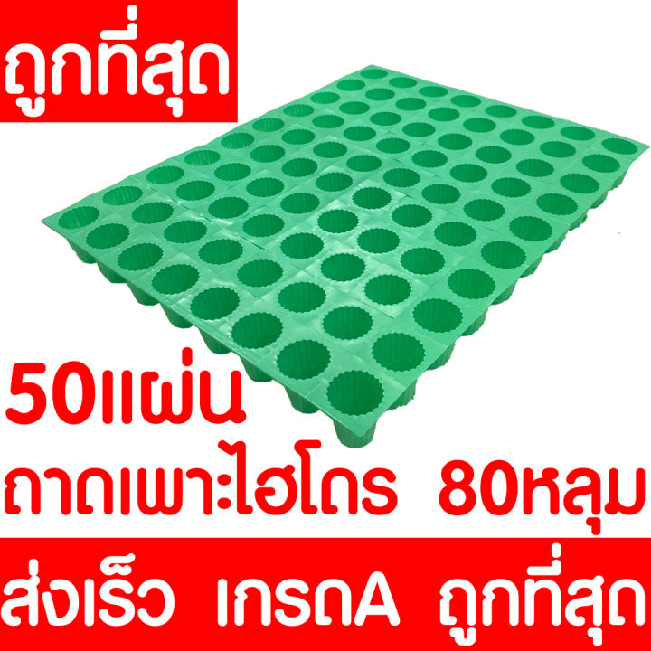 ค่าส่งถูก-ถาดเพาะไฮโดร-50แผ่น-ถ้วยปลูกผัก-ผักไฮโดร-ไฮโดรโปนิกส์-ถาดเพาะ-ถาดเพาะเมล็ด-ถาดเพาะกล้า-ถาดเพาะชำ-ปลูกผักไฮโดรโปนิกส์-80หลุม