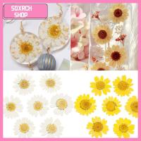 SQXRCH SHOP 12PCS/Bag ลดกระหน่ำ แต่งหน้า DIY การทำเครื่องประดับ กด เดซี่ดอกไม้ประดิษฐ์ ศิลปะ