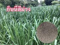 เมล็ดพันธุ์หญ้ากินนีสีม่วง 5ขีด เมล็ดใหม่พร้อมปลูกปี66