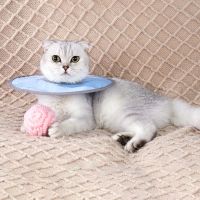 [Big Spade] Cat Anti Bite Collar PetRecovery CollarsShape Cat Protection Cover Elizabethan Collar Cat Accessory