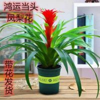 [COD] Delivery with flowers lucky potted plants big red star green easy-to-raise indoor desktop plants