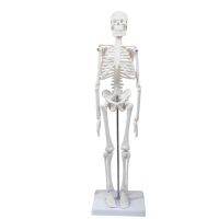 45CM Human Skeleton Model Anatomical Anatomy human Flexible Medical anatomical boneco toy in medical science supplies Screw Nut Drivers