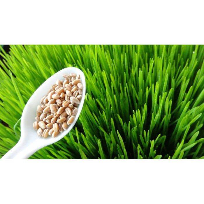Wheatgrass Seeds Wheat Grass Gandum （Not a plant) [Fast Germination] 50