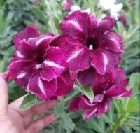 5 เมล็ด เมล็ดพันธุ์ ชวนชม ลูกผสมไฮบริด สายพันธุ์ Purple K09 สีม่วง กุหลาบทะเลทราย Desert Rose Adenium seed ราชินีบอนไซ ปลูกง่ายมาก รีบสะสม