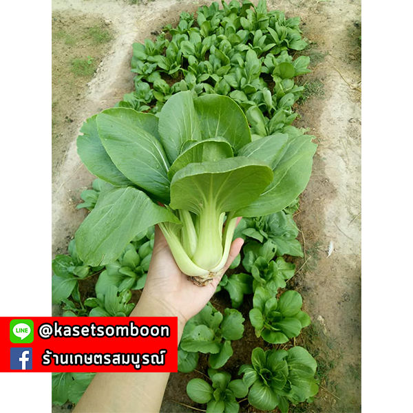 เมล็ดพันธุ์ผัก-เมล็ดกวางตุ้ง-ฮ่องเต้-เจียไต๋-pak-choy-seed-ผักฉ่อย-บรรจุ-2140-เมล็ด-ซอง-ขนาด-15-บาท-ตรา-เครื่องบิน