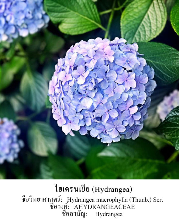 royal-orchid-เข็มกลัดดอกไฮเดรนเยีย