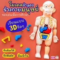 Human Body Toy ของเล่นหุ่นจำลองร่างกายมนุษย์ ของเล่นstem ของเล่นเพื่อการศึกษา ของเล่นวิทยาศาสตร์ ของเล่นเด็ก ของเล่นเสริมพัฒนาการ TY687