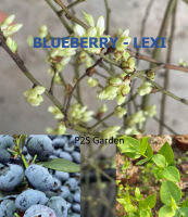 ต้นบลูเบอรี่ เล็คซี่ Blueberry - LEXI อายุต้น 4 ปี+ สูง 50-80 ซ.ม. ต้นไม้นำเข้า พร้อมปลูก