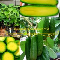 โปรแรง จัดส่งเคอรี่ ต้นอโวคาโด้เสียบยอด พันธุ์ไร้เมล็ด เวียดนาม (Seedless Avocado) ผลดก หวานมัน เก็บเงินปลายทาง