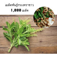 เมล็ดพันธุ์กระเพราขาว  1,000 เมล็ด