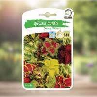 เมล็ดพันธุ์ ดอกไม้ ฤษีผสม วิซาร์ด Coleus Wizard ( 15 เมล็ด )