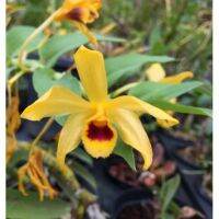 มาใหม่จ้า กล้วยไม้ เอื้องคำผักปราบ (Dendrobium ochreatum) 1 ต้น คุ้มสุดสุด ต้นไม้ ฟอก อากาศ กระถาง ต้นไม้ ไม้ ประดับ ต้นไม้ ปลูก ใน บ้าน