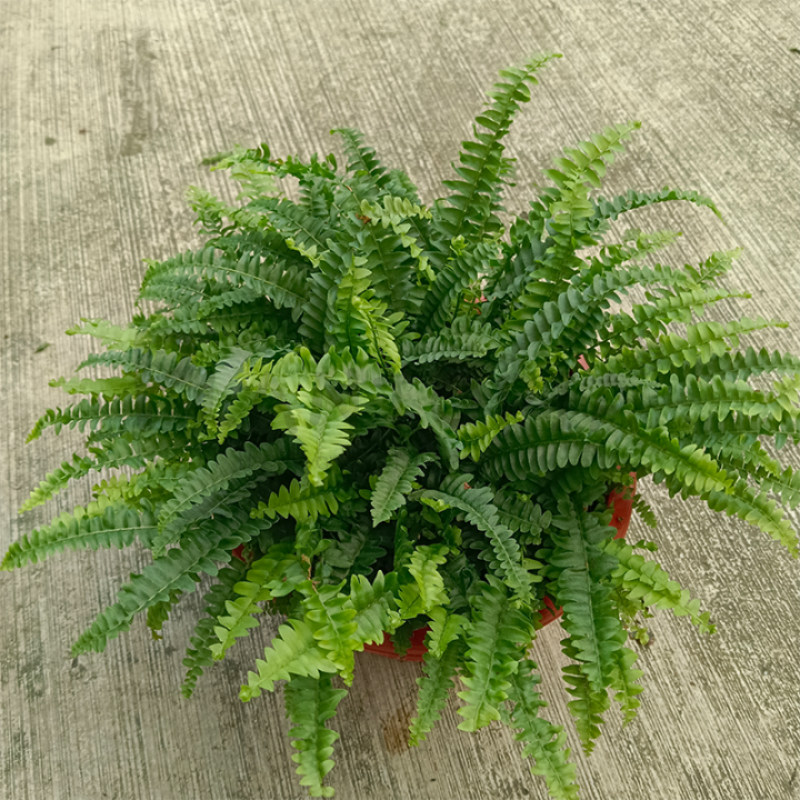 [Plantopia] Mini Boston Fern | Sword Fern || Nephrolepis exaltata | Lazada