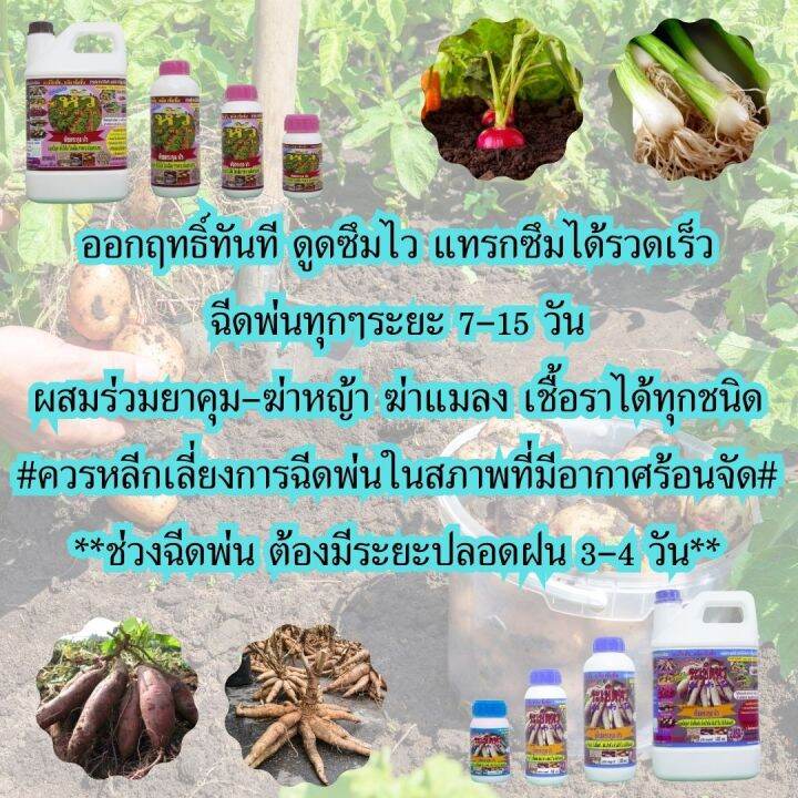 พร้อมส่ง-เซียนหัว-ขนาด-4ลิตร-แถม-เซียนระเบิดหัว-1ลิตร-2-ขวด-ชนิดเข้มข้ม-ฮอร์โมนมันสำปะหลัง-ปุ๋ยฉีดมันสำปะหลัง-ปุ๋ยทางใบ-ฮอร์โมนพืช