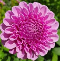 1 หัว/ออเดอร์ รักเร่ Dahlia Bulb สายพันธุ์ Shirley Yeomon หัวรักเร่ ดอกไม้ หัวหน่อ นำเข้า เหง้า เนเธอร์แลน หัวสดใหม่