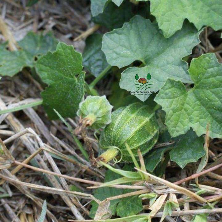 มะนอย-mini-luffa-gourds-seeds-บวบจิ๋ว-กระดอม-บวบมะนอย-เมล็ดพันธุ์บวบจิ๋วมะนอย-บรรรจุ-10-เมล็ด