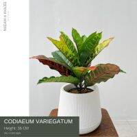 ต้นโกสน - Codiaeum variegatum 36-45 CM ต้นไม้ปลอมเกรดพรีเมี่ยมเพื่อการตกแต่ง ต้นไม้ประดิษฐ์ สไตล์ลอฟ โมเดิร์น มินิมอล Premium Artificial Plant by Madam Khajee