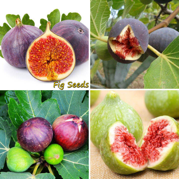 [Fast Germination] Malaysia Ready Stock 200pcs Fig Seeds Benih Pokok