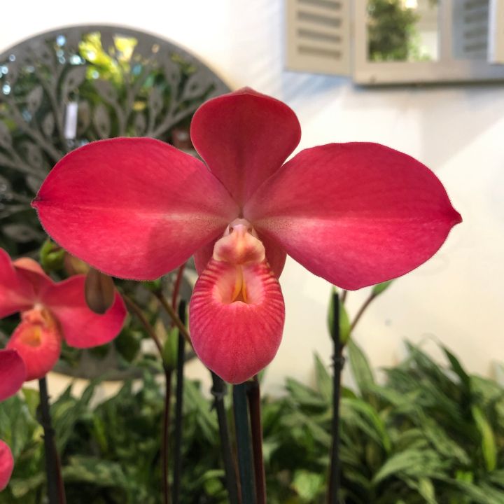 20-เมล็ดพันธุ์-เมล็ดกล้วยไม้-กล้วยไม้-กล้วยไม้เอื้อง-phragmipedium-orchids-orchid-flower-seed-อัตราการงอก-80-85