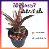 ไม้สับปะรดสี สับปะรดสีพันทิสม่าใบสั้น สับปะรดสี