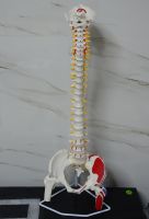 Medical dermatology teaching instruments of adult spinal model body half shaded spinal bone structure model