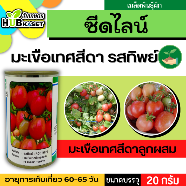 ซีดไลน์ 🇹🇭 มะเขือเทศสีดาลูกผสม รสทิพย์ ขนาดบรรจุ 20 กรัม/กระป๋อง อายุเก็บเกี่ยว 60-65 วัน