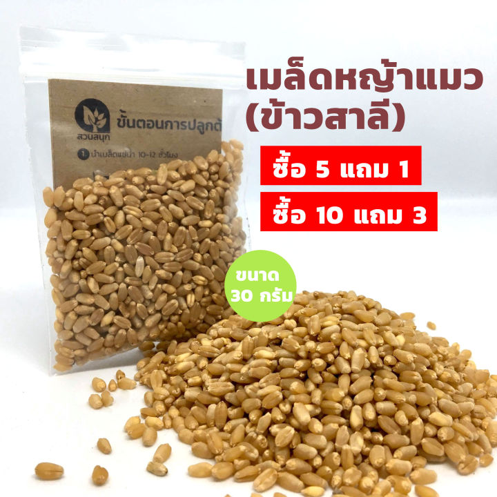 เมล็ดหญ้าแมว-ต้นอ่อนข้าวสาลี-แบ่งขาย-30-กรัม-ซื้อ-5-แถม-1-หรือ-ซื้อ-10-แถม-3