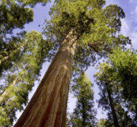 เมล็ดพันธุ์ สนยักษ์ซีคัวญ่า หรือไจแอนท์ เรดวู๊ด (Giant Sequoia / Redwood) / ซอง 10 เม็ด จากโปรตุเกส