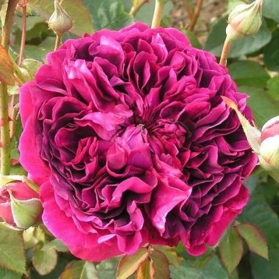 30 เมล็ด เมล็ดพันธุ์ William Shakespeare (Rosa William Shakespeare) สายพันธุ์อังกฤษ ดอกกุหลาบ นำเข้าจากอังกฤษ ดอกใหญ่ พร้อมคู่มือปลูก English Rose Seeds