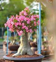 10 เมล็ด เมล็ดพันธุ์ ชวนชม สายพันธุ์ยักษ์ญี่ปุ่น สายพันธุ์ คละสี Adenium Seeds กุหลาบทะเลทราย Desert Rose ราชินีบอนไซ มีคู่มือปลูก