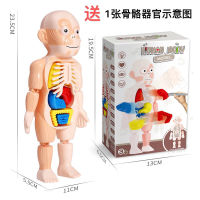 Early Childhood EducationDIYAssembled Human Simulation Skeleton Skeleton Organ Anatomy Structure Model ToySTEM