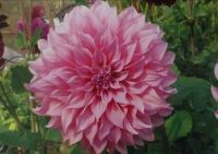 1 หัว/ออเดอร์ รักเร่ Dahlia rhizome สายพันธุ์ Persian Carpet หัวรักเร่ ดอกไม้ หัวหน่อ นำเข้า เหง้า เนเธอร์แลน หัวสดใหม่