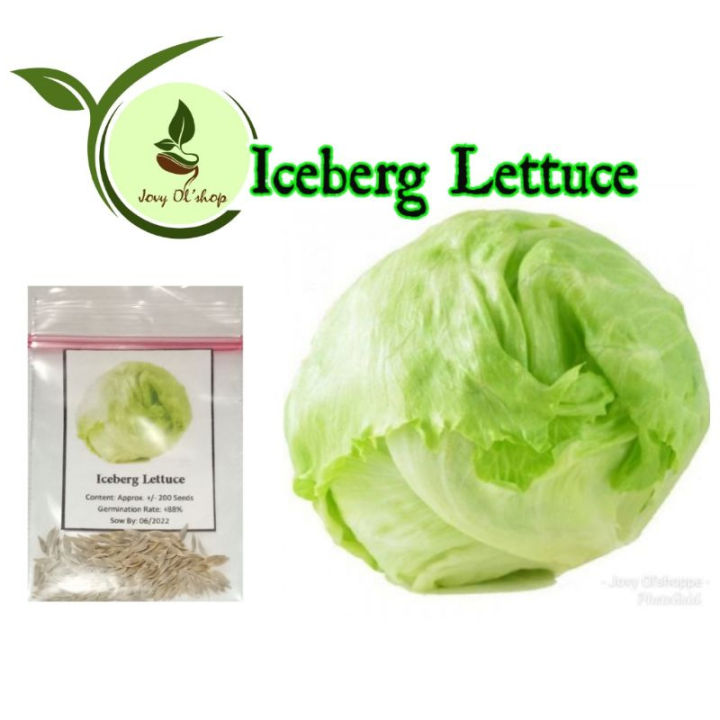 Iceberg Lettuce 200 Seeds Lazada Ph