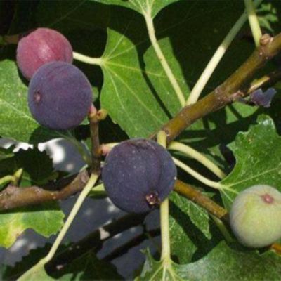 Figs ต้นมะเดื่อฝรั่ง พันธุ์ Chicago Hardy (ซิคาโก้ ฮาดี้) อร่อย หวาน หอมมากๆ ต้นสมบูรณ์มาก รากแน่นๆ จัดส่งพร้อมกระถาง 6 นิ้ว ลำต้นสูง 45-50 ซม ต้นไม้แข็งแรงทุกต้น